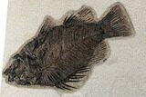 Fossil Fish (Priscacara) With Second Fish - Wyoming #189291-2